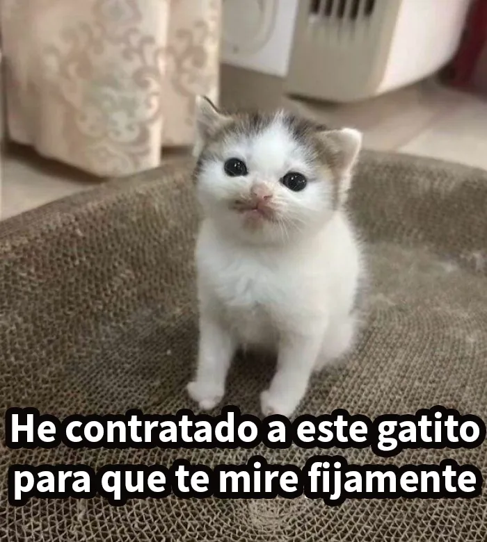 25 Memes de gatos tan divertidos como adorables (nuevas imágenes)