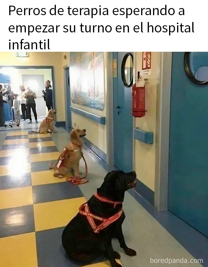 20 Memes reconfortantes para devolverte la fe en la humanidad