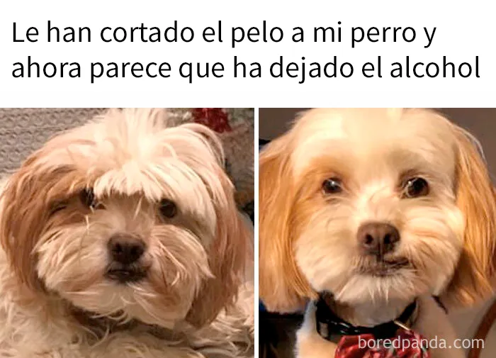 20 Memes divertidos que quizá te resulten familiares