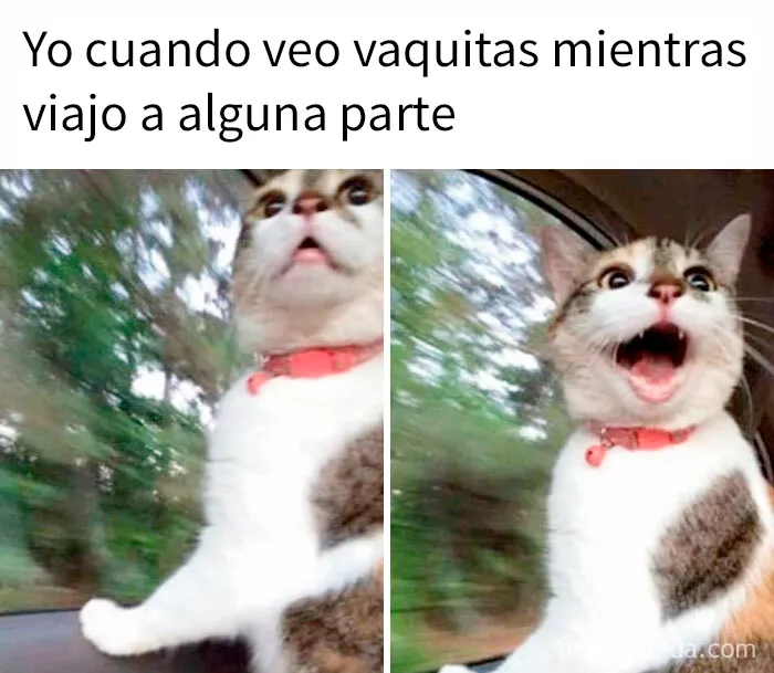 20 Memes divertidos que quizá te resulten familiares