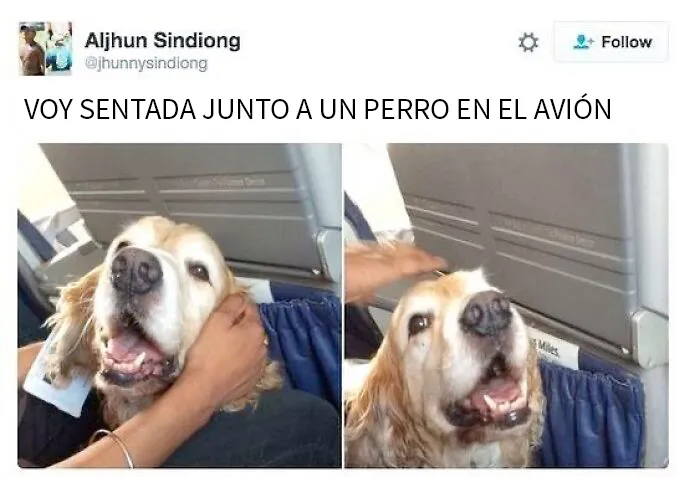 20 Memes conmovedores sobre perros que te gustarán más que los humanos