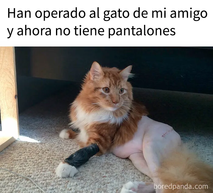 20 Publicaciones reconfortantes para combatir la negatividad del mundo