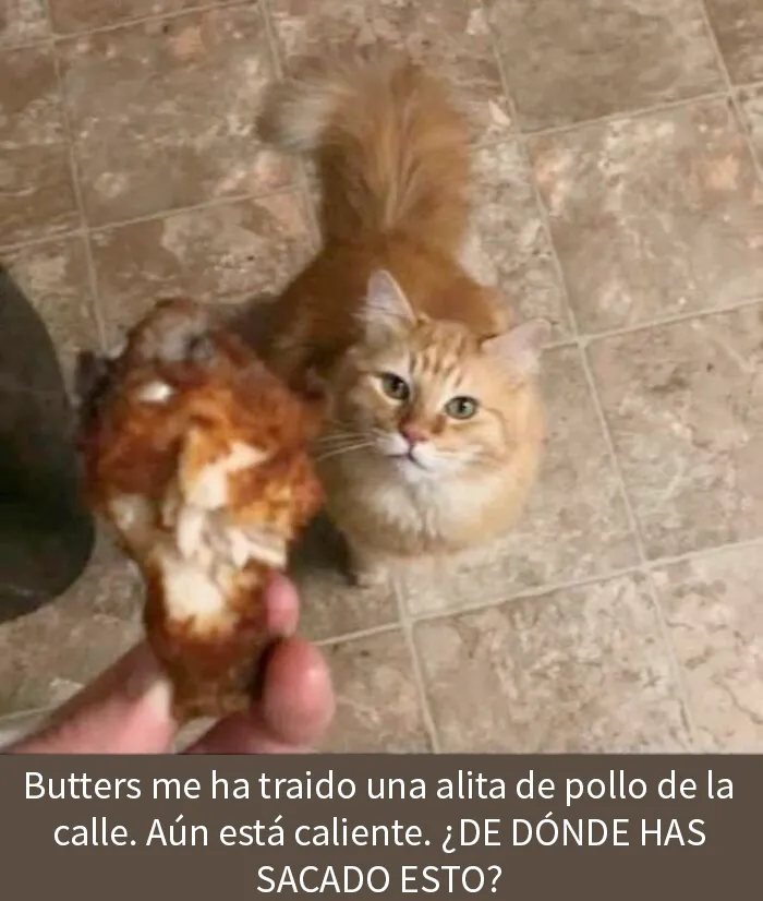 20 Imágenes tan divertidas como caóticas compartidas en esta cuenta de Instagram