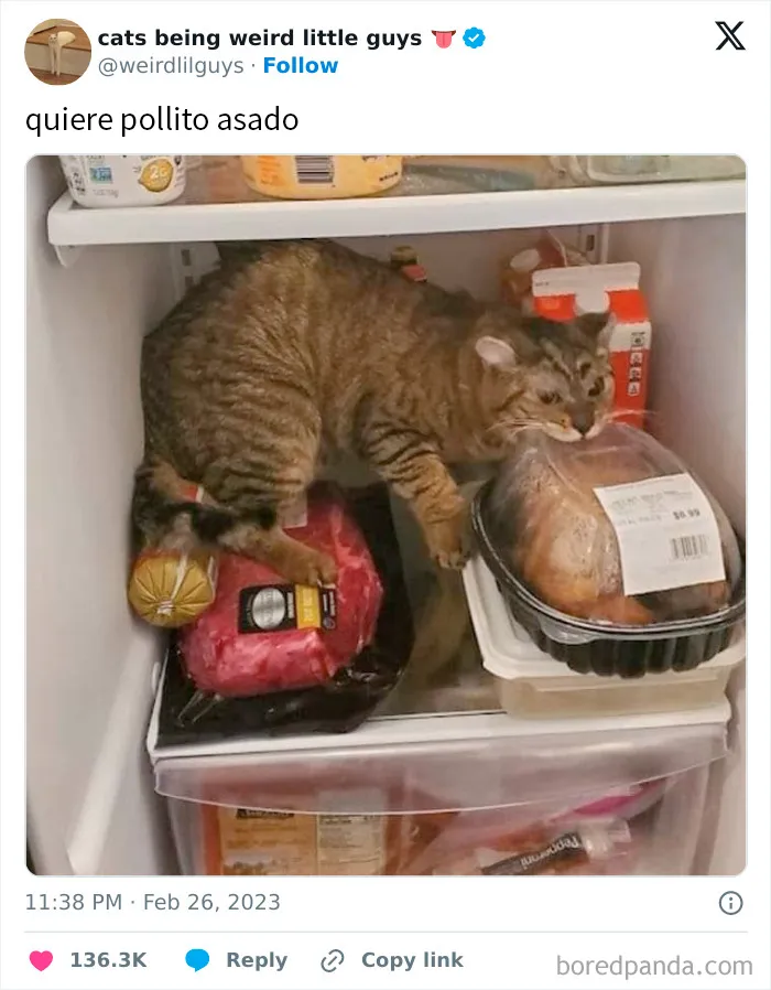 20 Divertidos memes demostrando que los gatos tienen muy mala leche