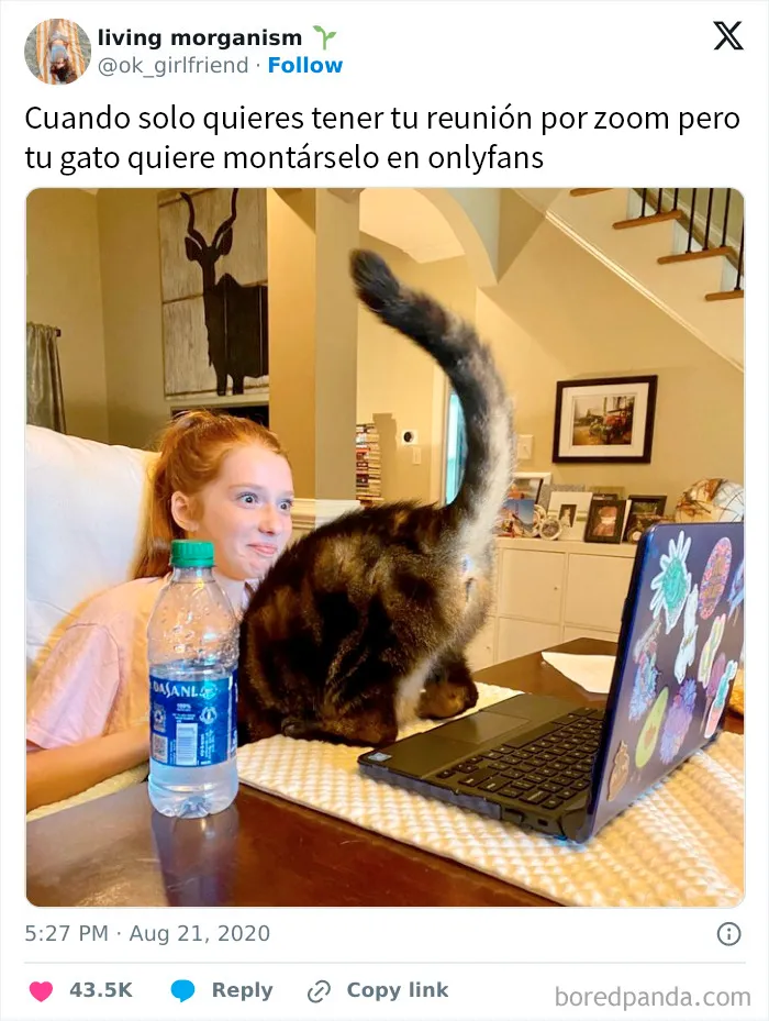 20 Divertidos memes demostrando que los gatos tienen muy mala leche