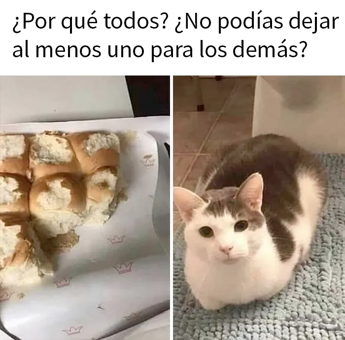 20 Divertidos memes demostrando que los gatos tienen muy mala leche