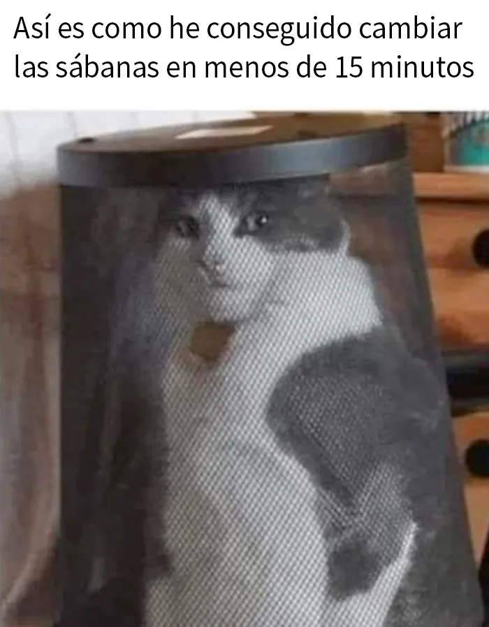 20 Divertidos memes demostrando que los gatos tienen muy mala leche