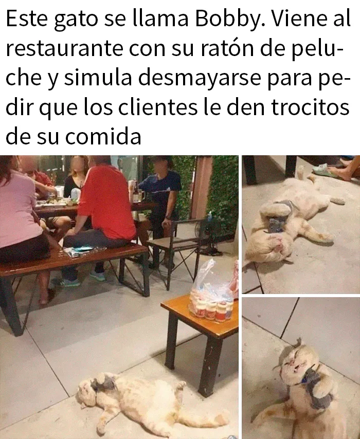 20 Divertidos memes demostrando que los gatos tienen muy mala leche