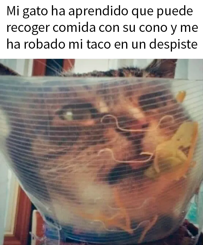 20 Divertidos memes demostrando que los gatos tienen muy mala leche