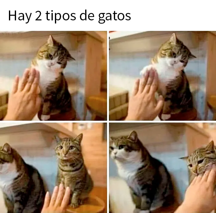20 Divertidos memes demostrando que los gatos tienen muy mala leche