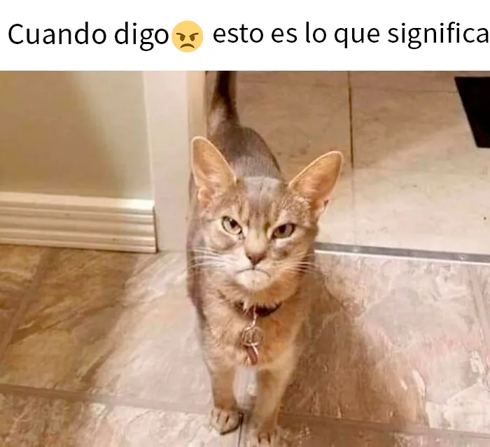 20 Divertidos memes demostrando que los gatos tienen muy mala leche