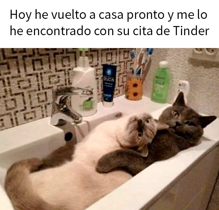 20 Divertidos memes demostrando que los gatos tienen muy mala leche