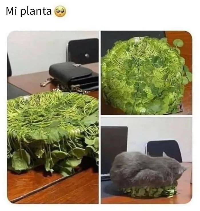 20 Divertidos memes demostrando que los gatos tienen muy mala leche