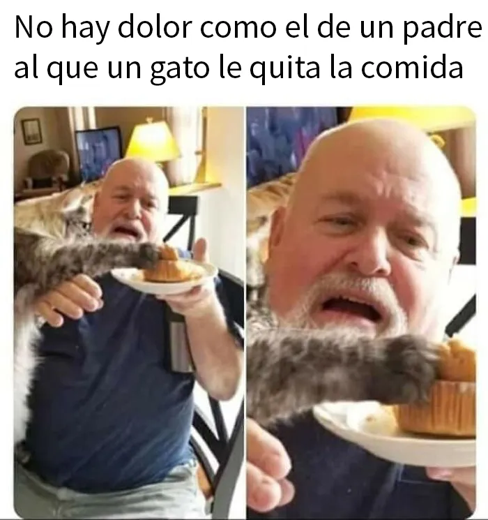 20 Divertidos memes demostrando que los gatos tienen muy mala leche