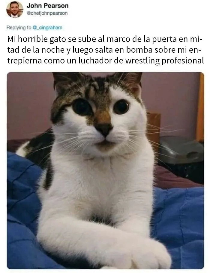 20 Divertidos memes demostrando que los gatos tienen muy mala leche