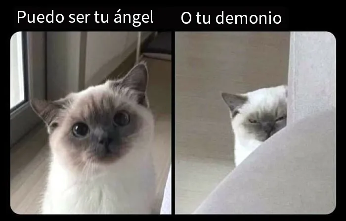 20 Divertidos memes demostrando que los gatos tienen muy mala leche
