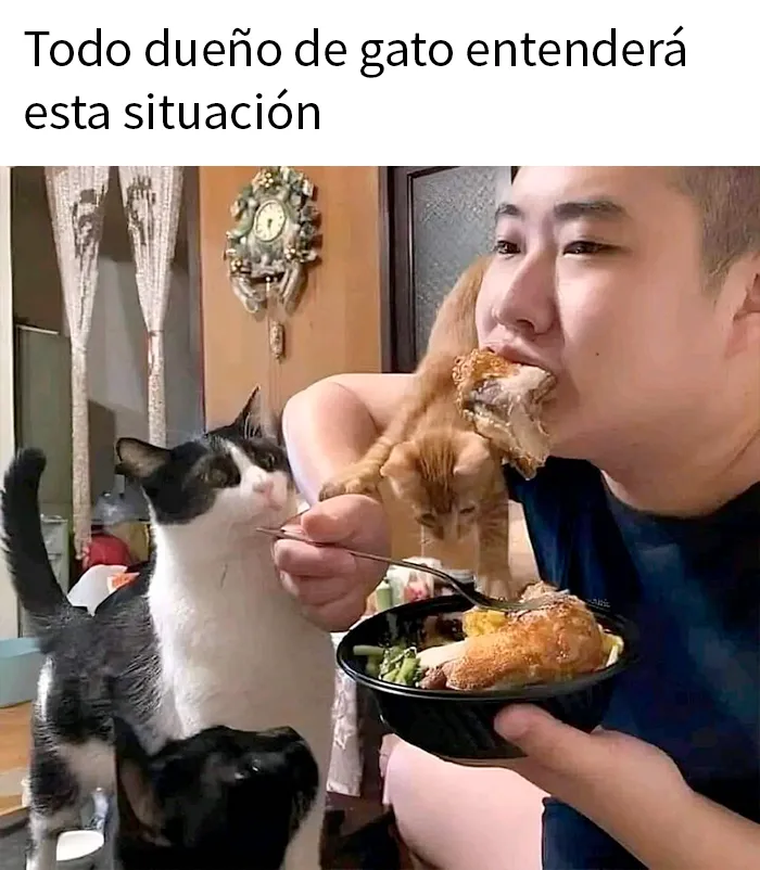 20 Divertidos memes demostrando que los gatos tienen muy mala leche