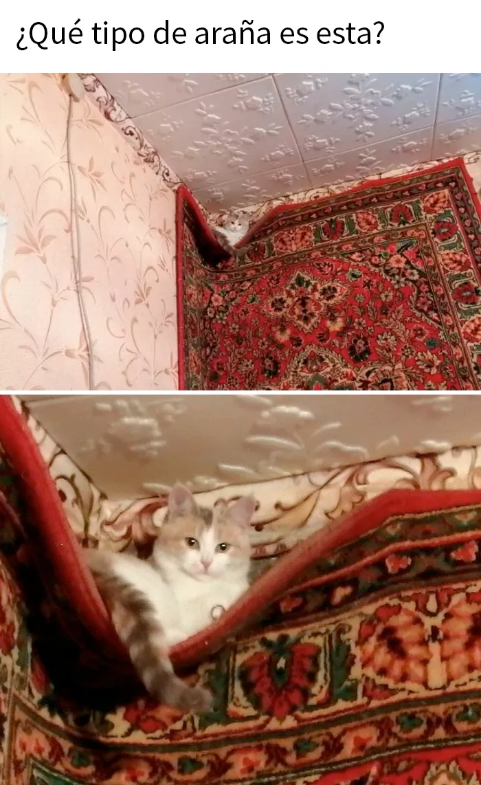 20 Divertidos memes demostrando que los gatos tienen muy mala leche