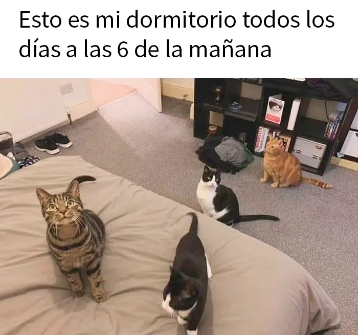 20 Divertidos memes demostrando que los gatos tienen muy mala leche
