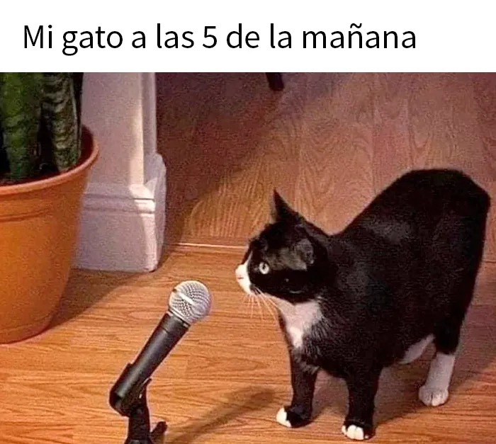 20 Divertidos memes demostrando que los gatos tienen muy mala leche