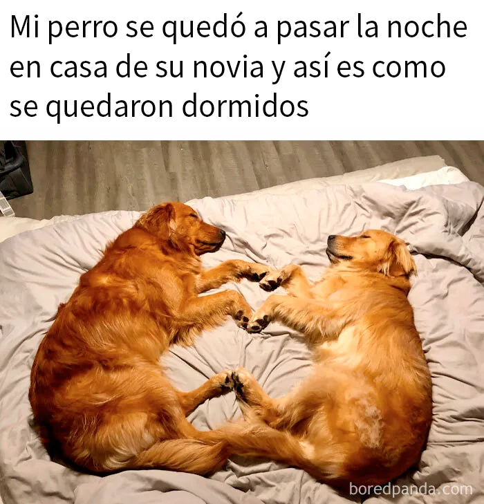 20 Memes conmovedores sobre perros que te gustarán más que los humanos
