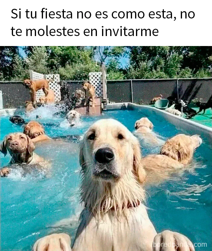 20 Memes conmovedores sobre perros que te gustarán más que los humanos
