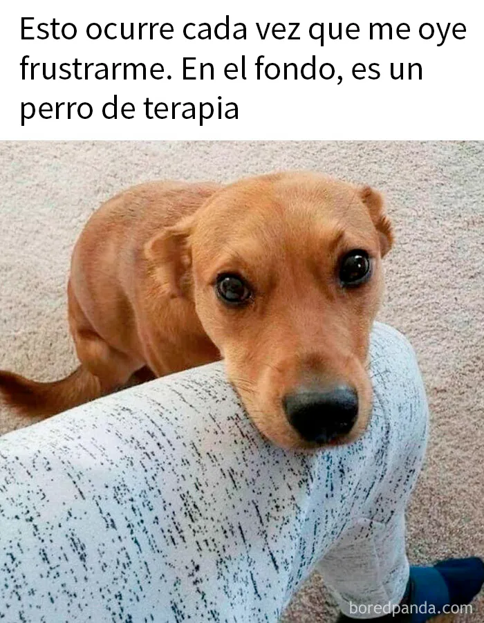 20 Memes conmovedores sobre perros que te gustarán más que los humanos