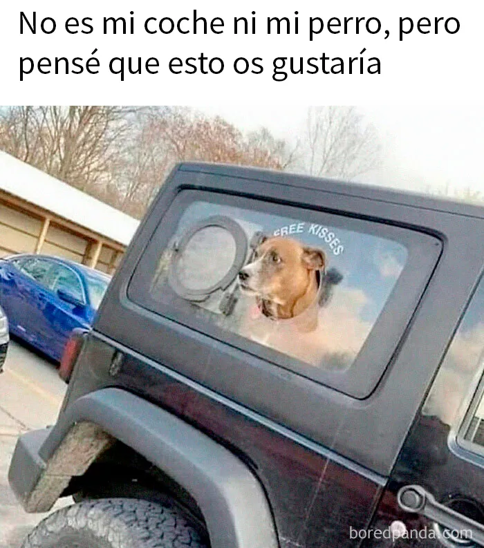 20 Memes conmovedores sobre perros que te gustarán más que los humanos
