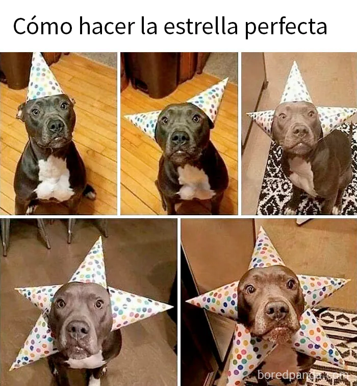 20 Memes conmovedores sobre perros que te gustarán más que los humanos