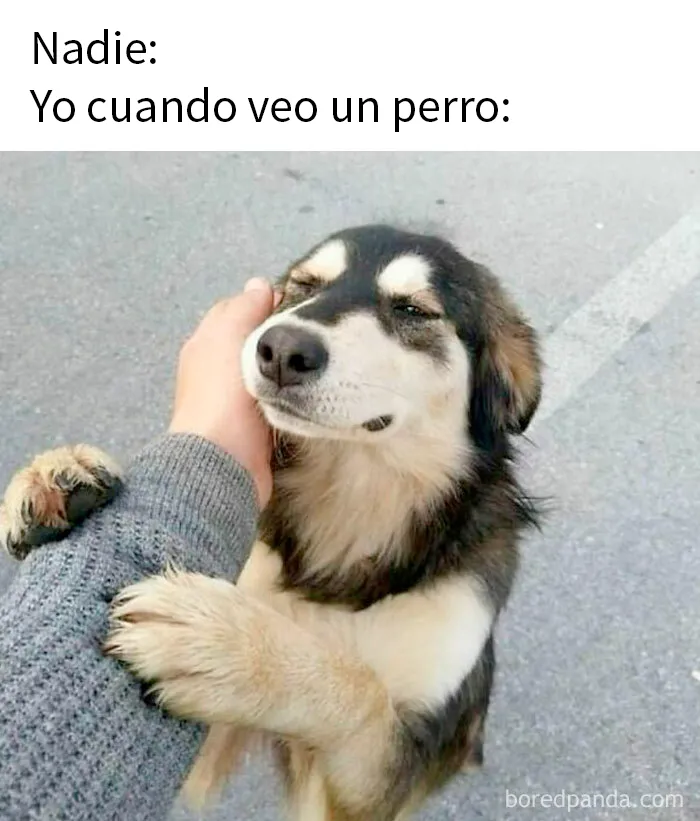 20 Memes conmovedores sobre perros que te gustarán más que los humanos