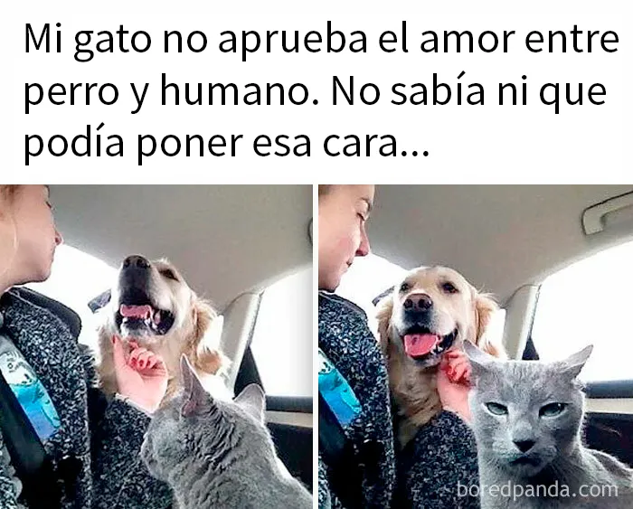 20 Memes conmovedores sobre perros que te gustarán más que los humanos