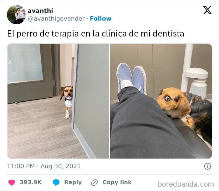 20 Memes conmovedores sobre perros que te gustarán más que los humanos