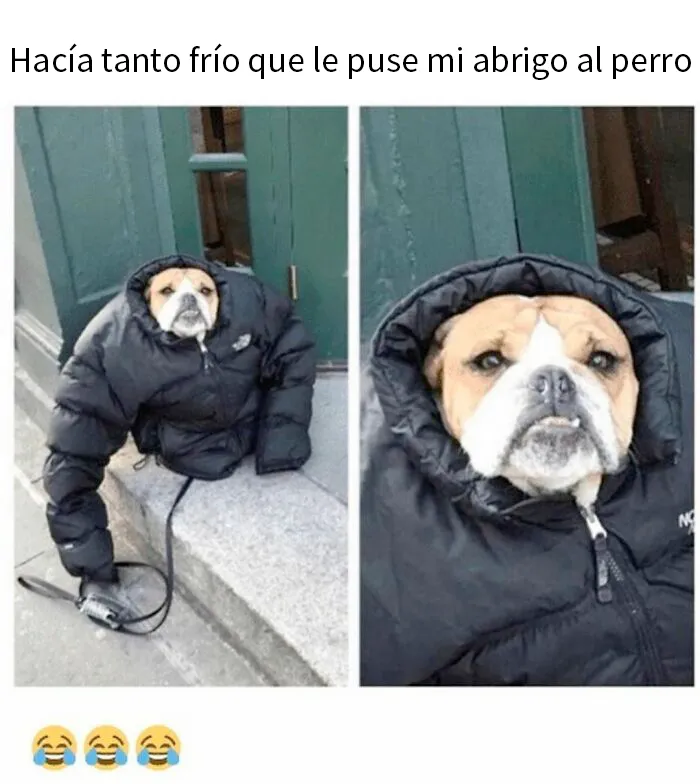20 Memes conmovedores sobre perros que te gustarán más que los humanos