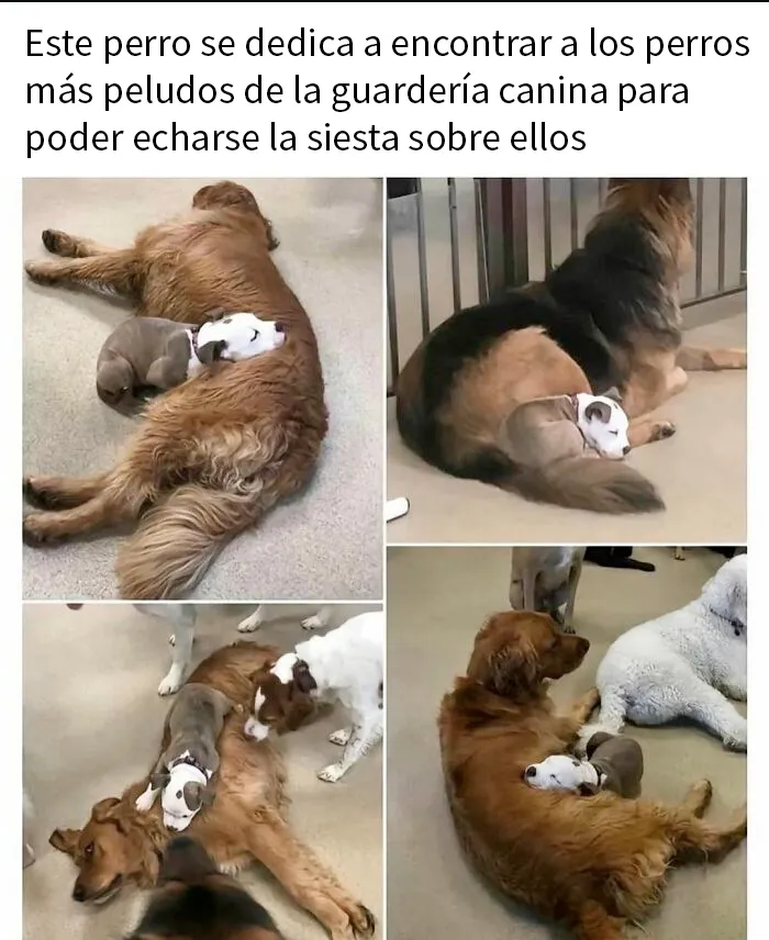 20 Memes conmovedores sobre perros que te gustarán más que los humanos