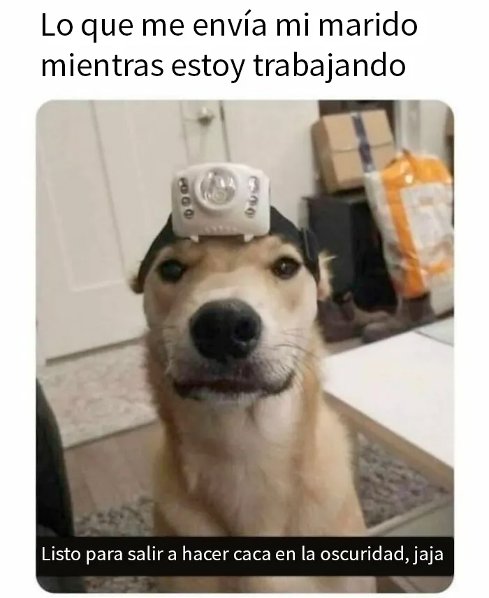 20 Memes conmovedores sobre perros que te gustarán más que los humanos