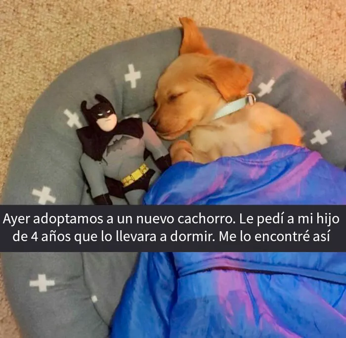 20 Memes conmovedores sobre perros que te gustarán más que los humanos