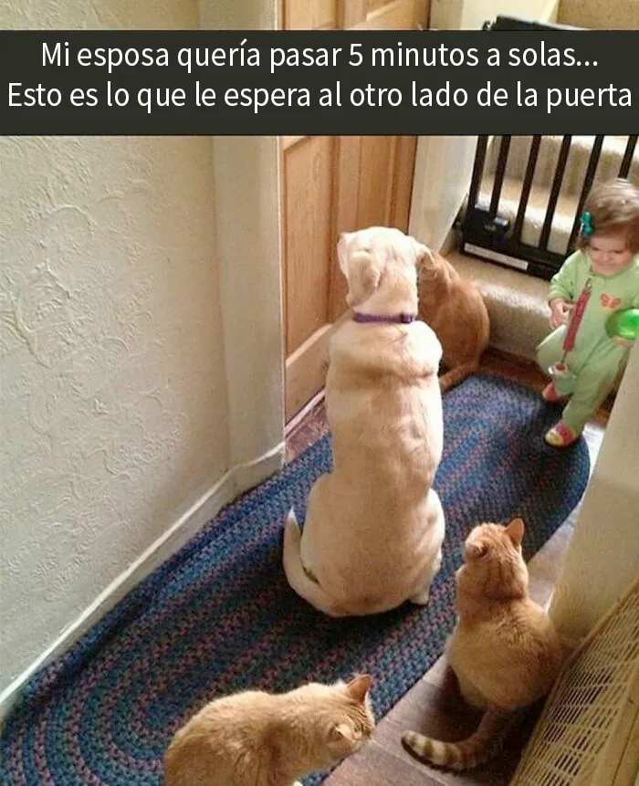 20 Memes conmovedores sobre perros que te gustarán más que los humanos