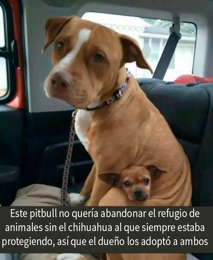 20 Memes conmovedores sobre perros que te gustarán más que los humanos