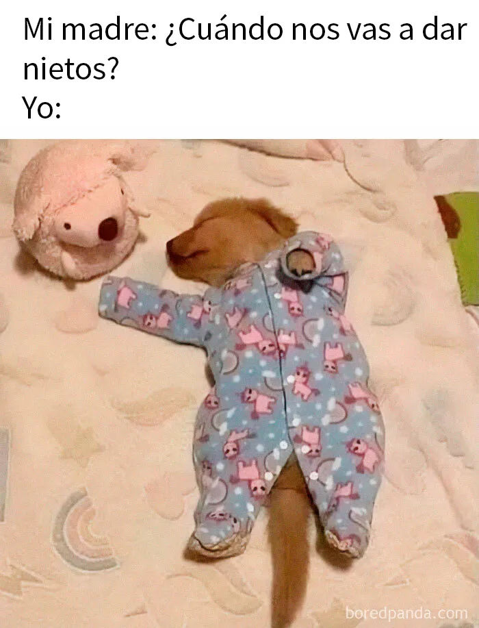 20 Memes conmovedores sobre perros que te gustarán más que los humanos