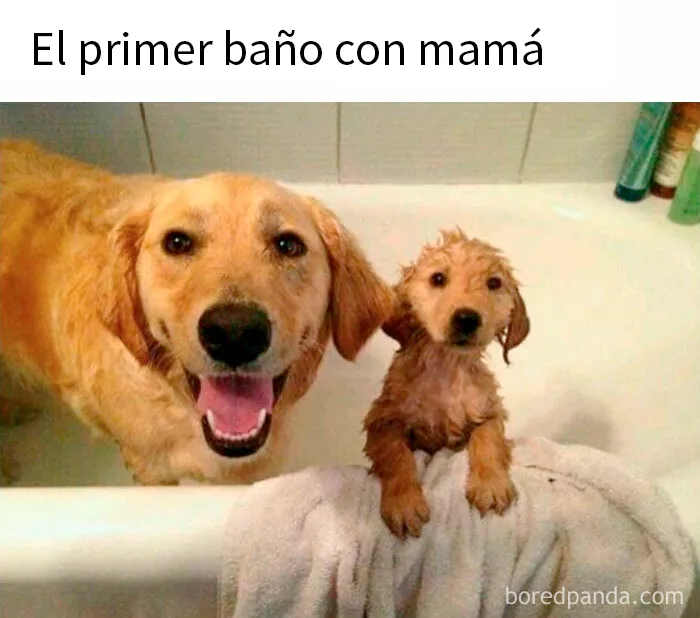 20 Memes conmovedores sobre perros que te gustarán más que los humanos