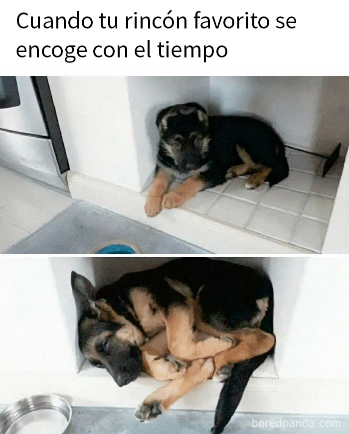 20 Memes conmovedores sobre perros que te gustarán más que los humanos