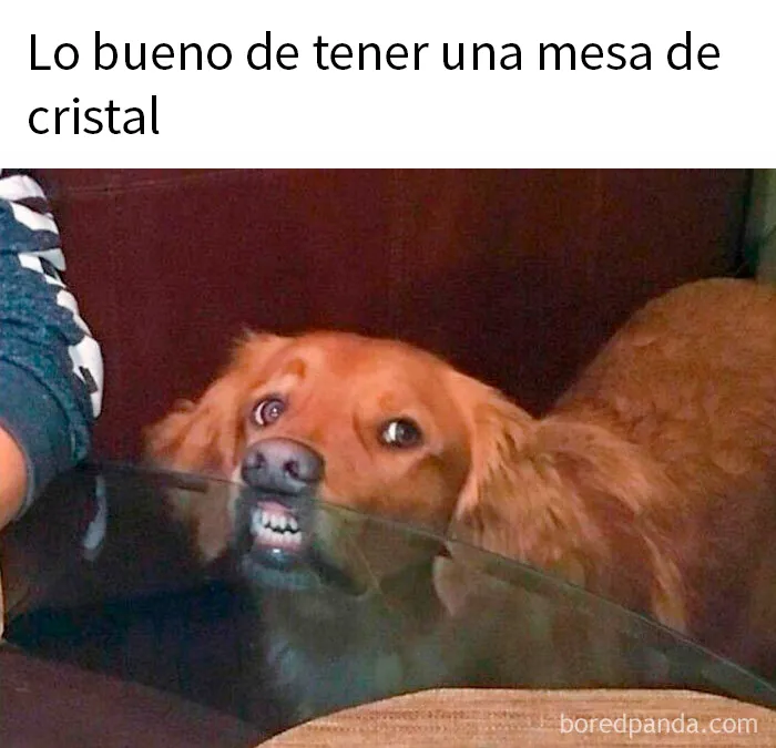 20 Memes conmovedores sobre perros que te gustarán más que los humanos