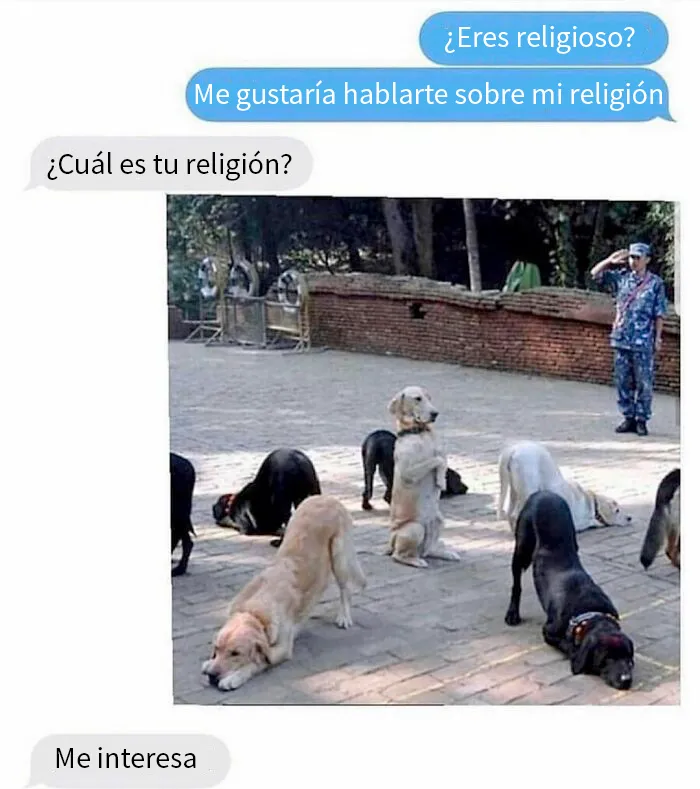 20 Memes conmovedores sobre perros que te gustarán más que los humanos