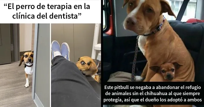 20 Memes conmovedores sobre perros que te gustarán más que los humanos