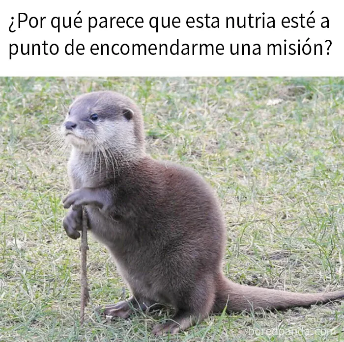 20 Divertidos memes para cuando necesites tomarte un respiro de la vida