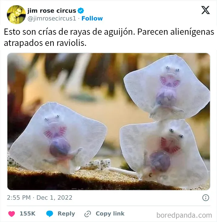 20 Divertidos memes para cuando necesites tomarte un respiro de la vida