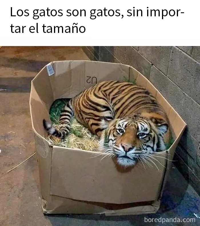 20 Divertidos memes para cuando necesites tomarte un respiro de la vida