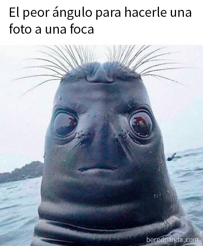 20 Divertidos memes para cuando necesites tomarte un respiro de la vida