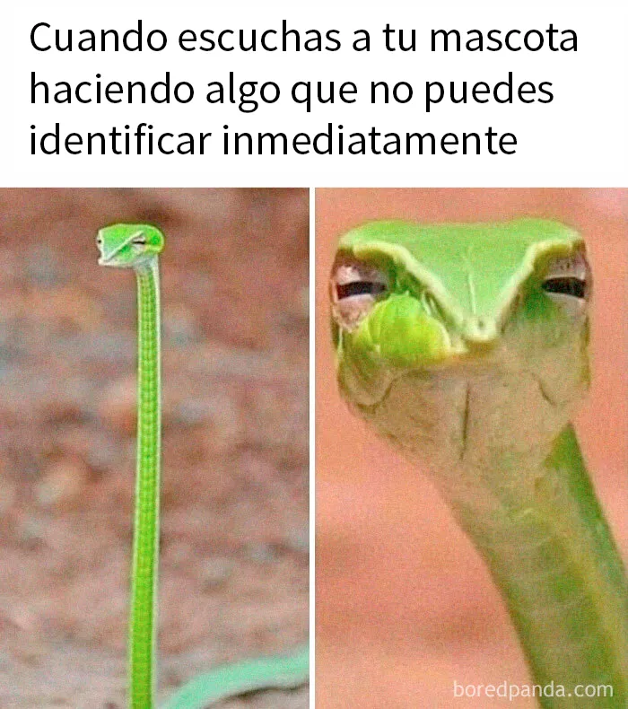 20 Divertidos memes para cuando necesites tomarte un respiro de la vida