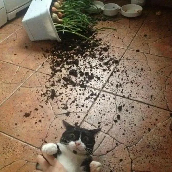 20 Divertidos memes demostrando que los gatos tienen muy mala leche